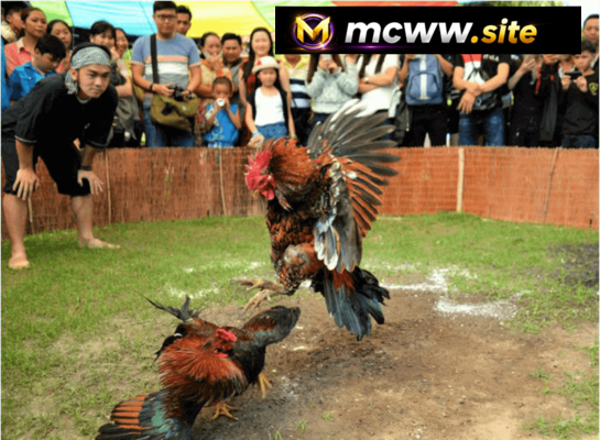 chọi gà truyền thống
