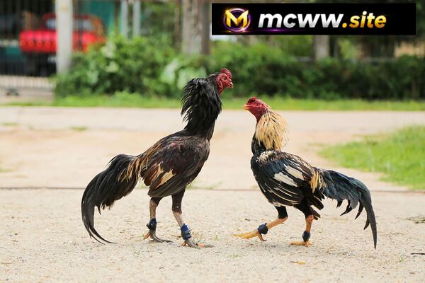 Đá Gà Campuchia: Sức Hút Từ Những Đấu Trường Cuồng Nhiệt Và Nghệ Thuật Chọn Chiến Kê Đỉnh Cao 3 đá gà Campuchia
